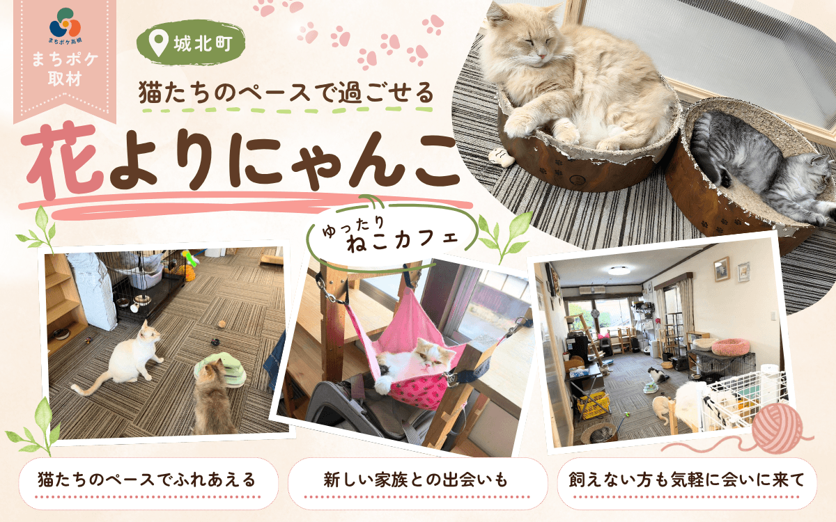 猫たちのペースで過ごせる、好きが溢れる場所「花よりにゃんこ」